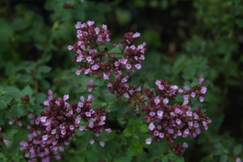 Origanum laevigatum 'Herrenhausen' bestellen